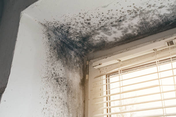 Affordable Mold Remediation solutions in Round Rock, TX