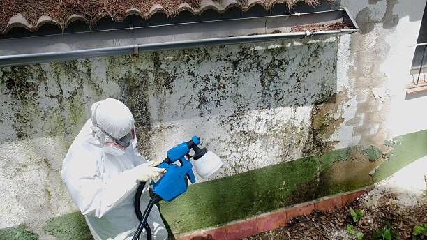 Top rated local Mold Remediation specialists in Round Rock, TX